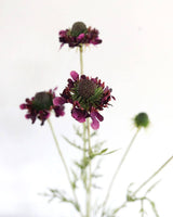 Violet Scabiosa Wildflower