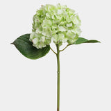 Soft Touch Hydrangea