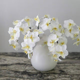 White Orchid Phalaenopsis