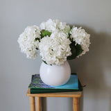Soft Touch Hydrangea
