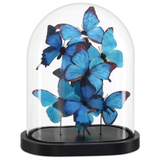 Rue de Bac Blue Butterflies