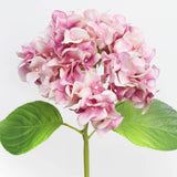 Soft Touch Hydrangea