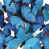 Rue de Bac Blue Butterflies