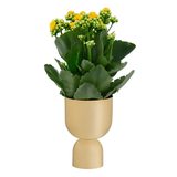 Gold Plated Medium Cachepot