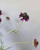 Violet Scabiosa Wildflower