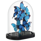 Rue de Bac Blue Butterflies