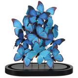 Rue de Bac Blue Butterflies
