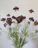 Violet Scabiosa Wildflower
