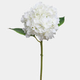 Soft Touch Hydrangea