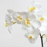 White Orchid Phalaenopsis
