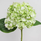 Soft Touch Hydrangea