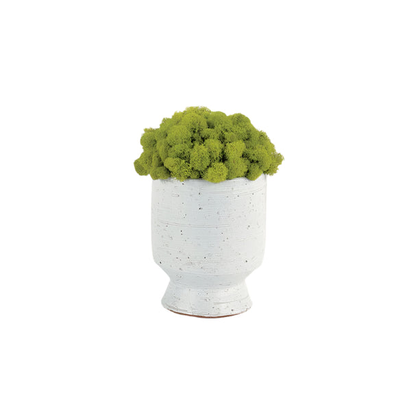 Chartreuse Reindeer Moss