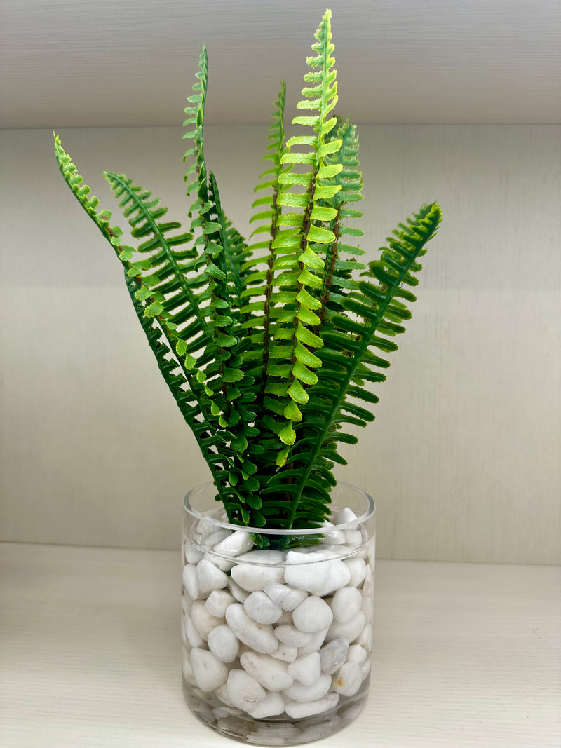 Assorted Ferns in Water