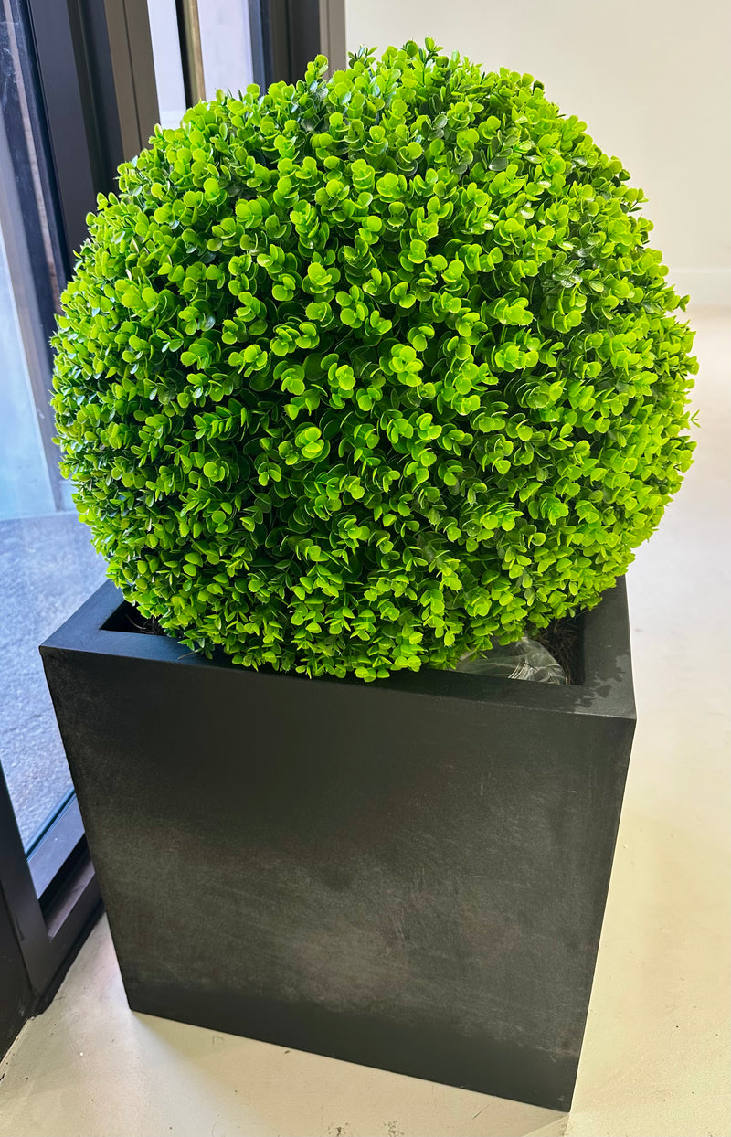 Outdoor Boxwood in 13LB w/Excelsior Moss-Lg