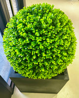 Outdoor Boxwood in 13LB w/Excelsior Moss-Lg