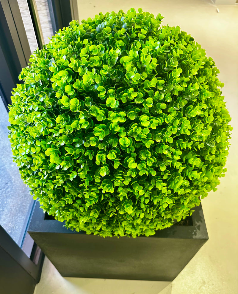 Outdoor Boxwood in 13LB w/Excelsior Moss-Lg