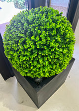 Outdoor Boxwood in 13LB w/Excelsior Moss-Lg