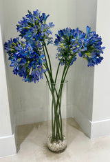 Tall Asymmetrical Agapanthus In Water