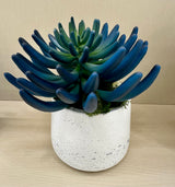 Blue/Green Succulent Accent