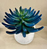 Blue/Green Succulent Accent
