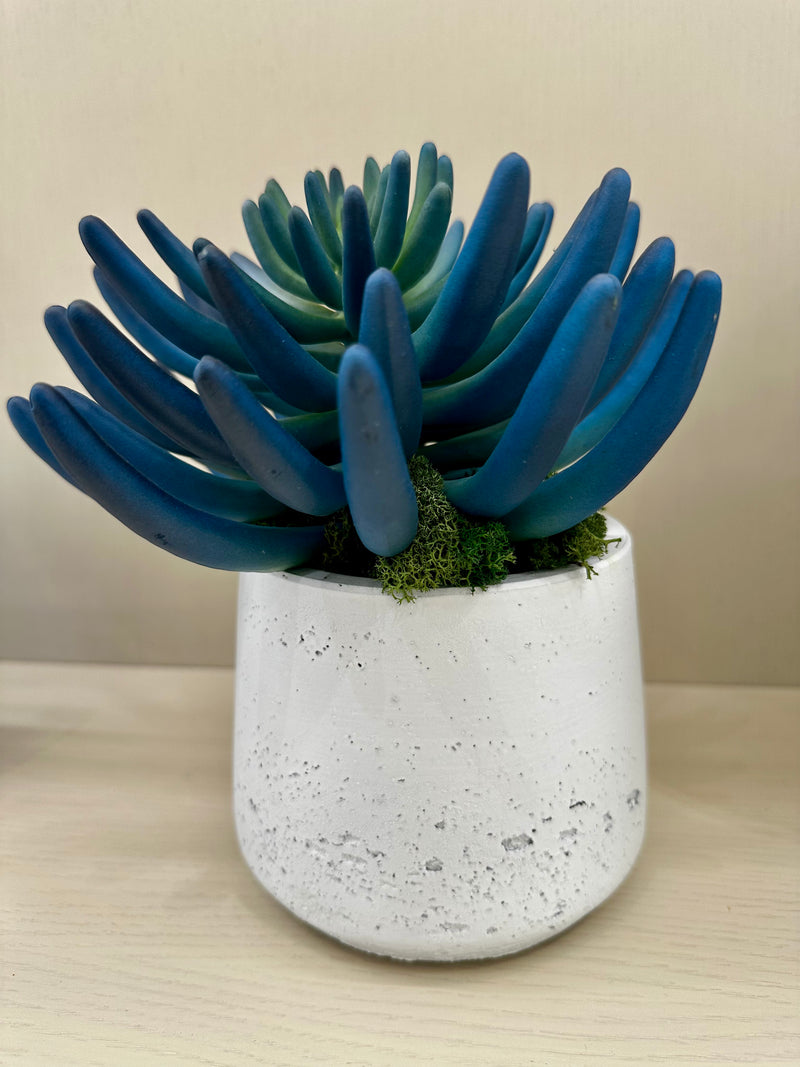 Blue/Green Succulent Accent