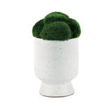 Moss in White Vase