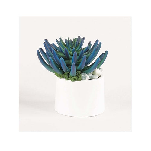 Blue/Green Succulent Accent