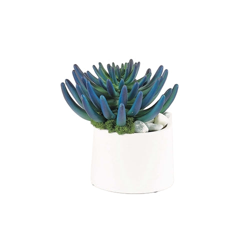 Blue/Green Succulent Accent