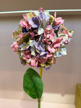 Hydrangea