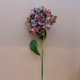 Hydrangea