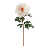 Single white peony flower with green leaves on a white background