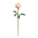 Single pink rose with green leaves on a white background