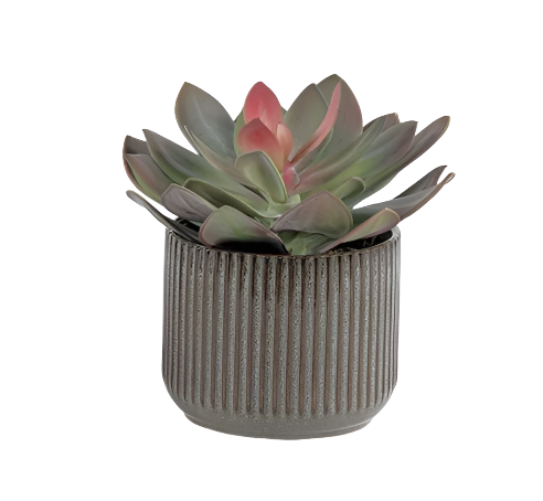 Small Succulent in Fluted Container