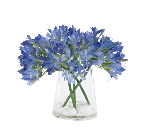 Agapanthus In Water