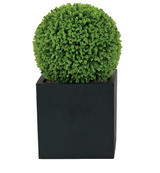 Outdoor Boxwood in 13LB w/Excelsior Moss-Lg