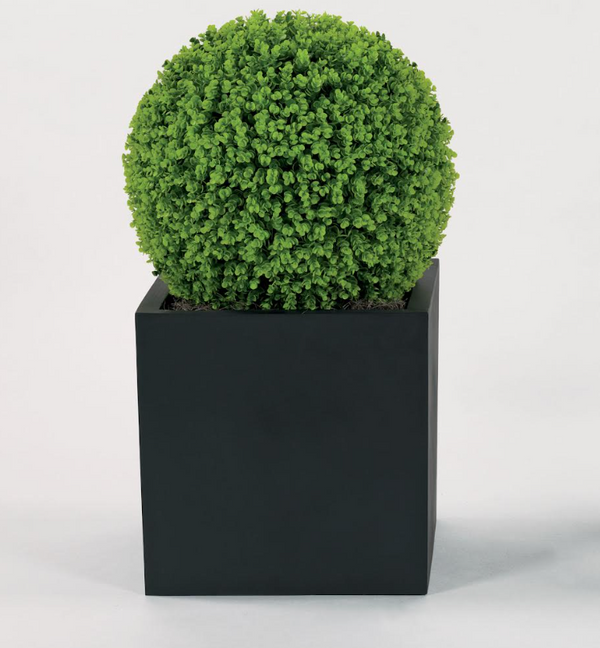 Outdoor Boxwood in 13LB w/Excelsior Moss-Lg