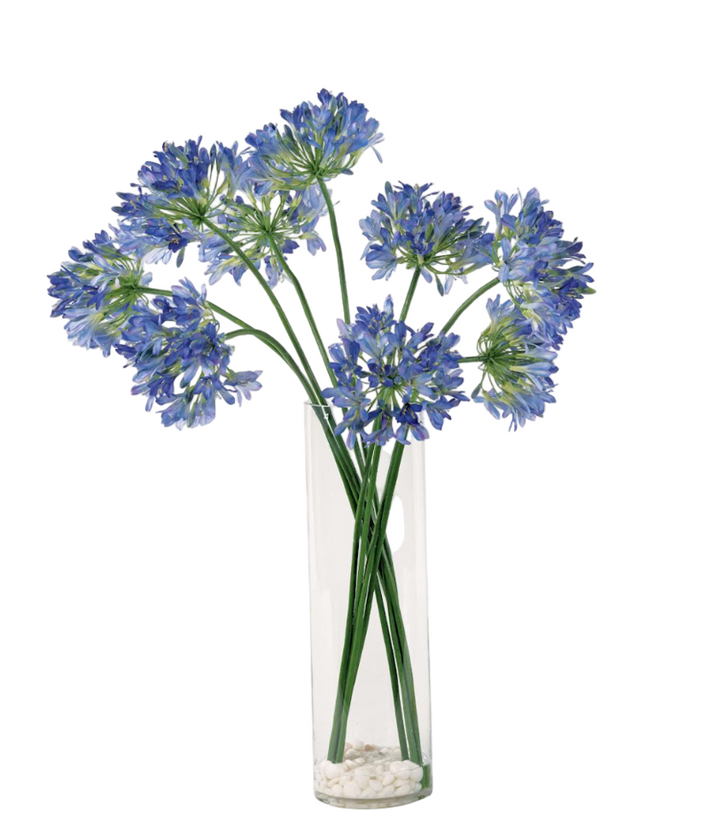 Tall Asymmetrical Agapanthus In Water