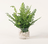 Assorted Ferns in Water