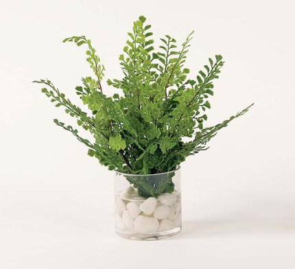 Assorted Ferns in Water
