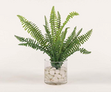 Assorted Ferns in Water