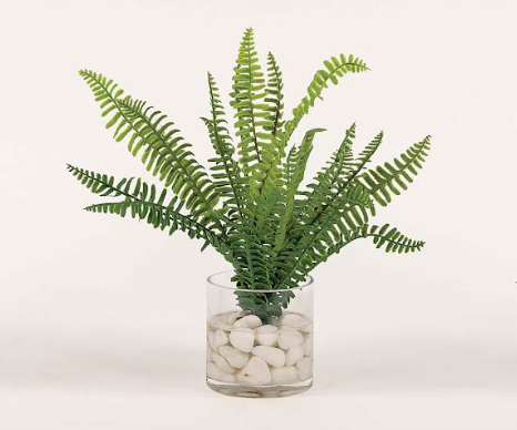 Assorted Ferns in Water