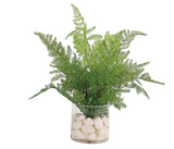 Assorted Ferns in Water