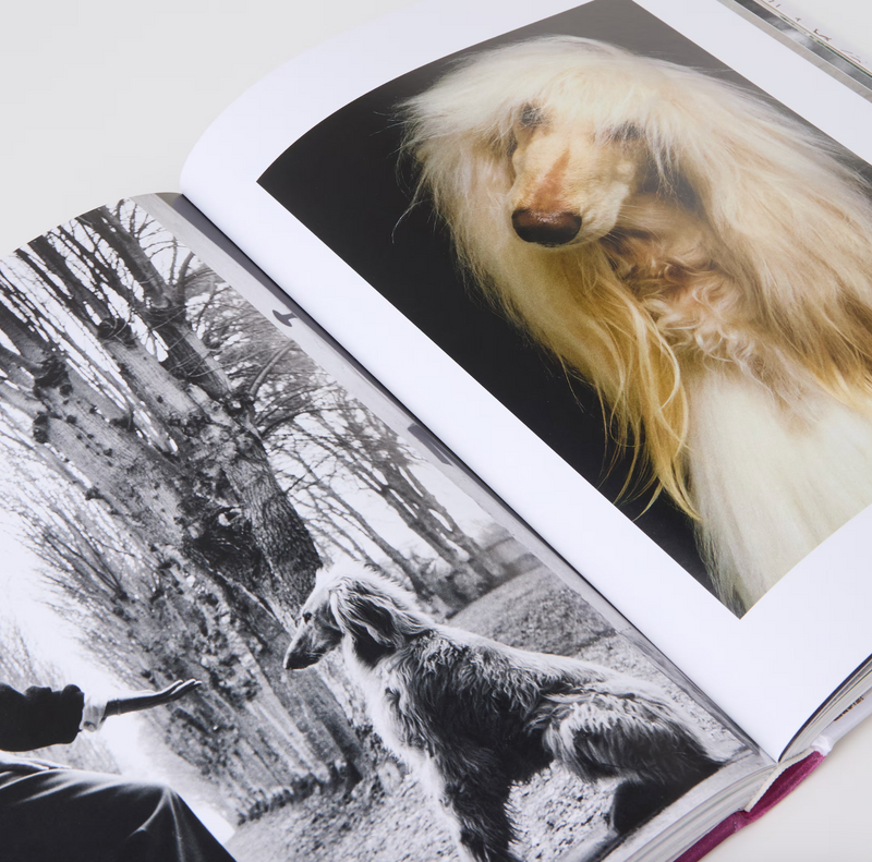 CHIC DOGS