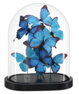 Rue de Bac Blue Medium Butterflies