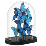 Rue de Bac Blue Medium Butterflies