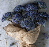 ARTIFICIAL TRACHELIUM MAUVE