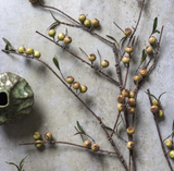 ARTIFICIAL ROSEHIP, DAPPLED