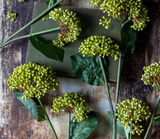 ARTIFICIAL VIBURNUM OLIVE