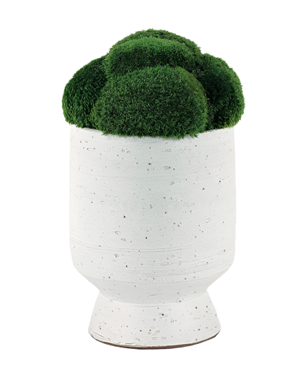 Moss in White Vase