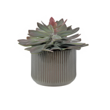 Succulent